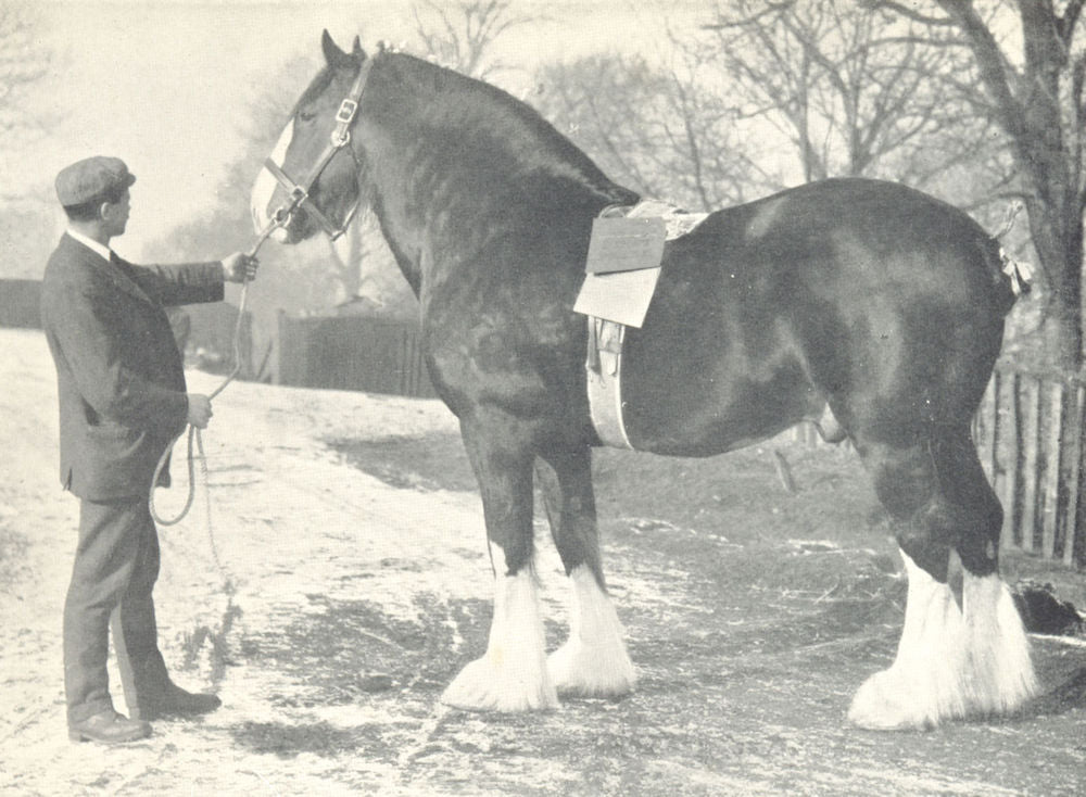 CLYDESDALE STALLION.